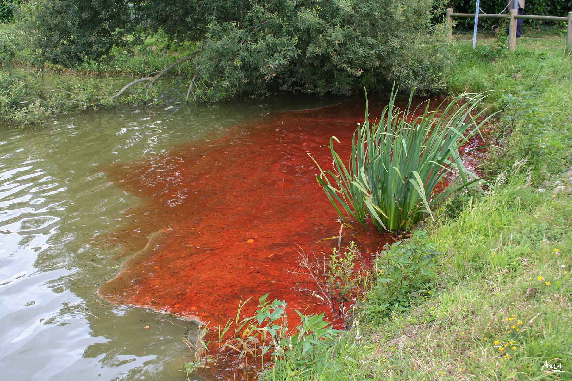 Pollution au fioul d'un étang